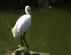 IMG_0008a